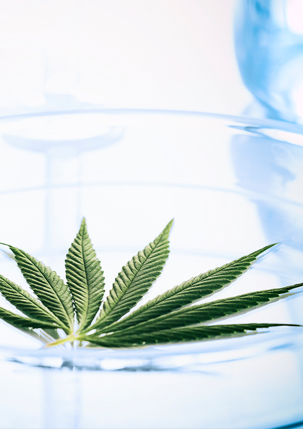 Cannabis in a petri dish